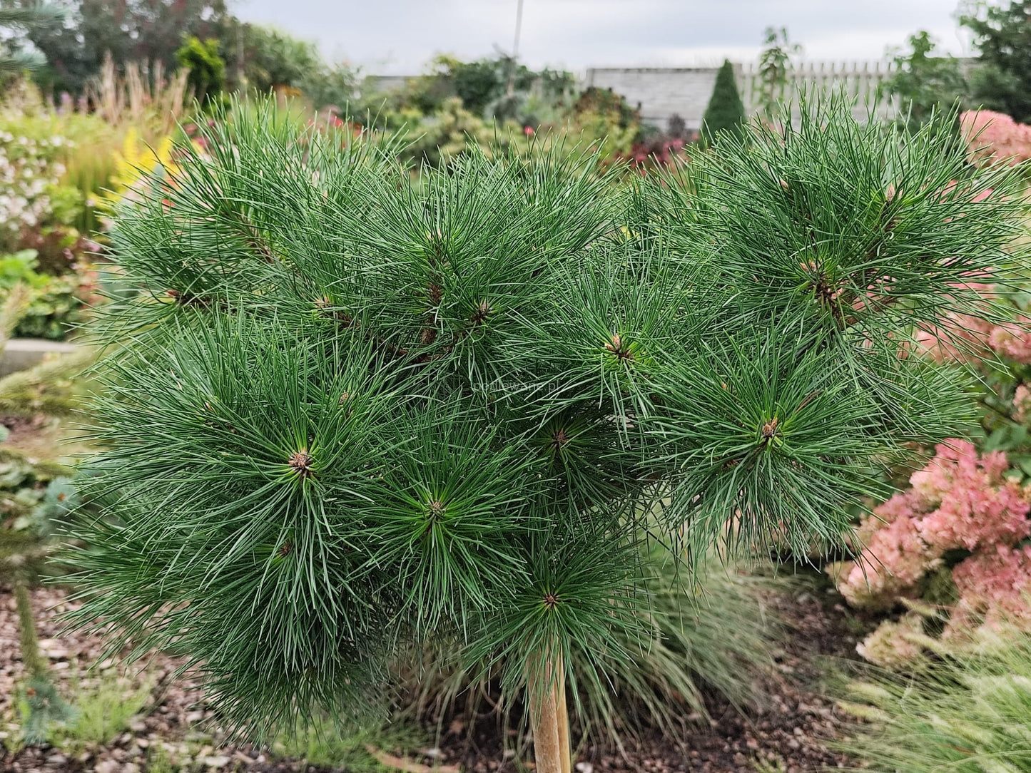 Pušis juodoji (Pinus nigra) 'Ajandek' Pa