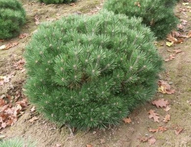 Pušis juodoji (Pinus nigra) 'Brepo' (Pierrick Bregeon)