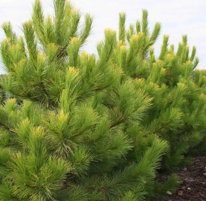 Pušis juodoji (Pinus nigra) 'Goldfingers'