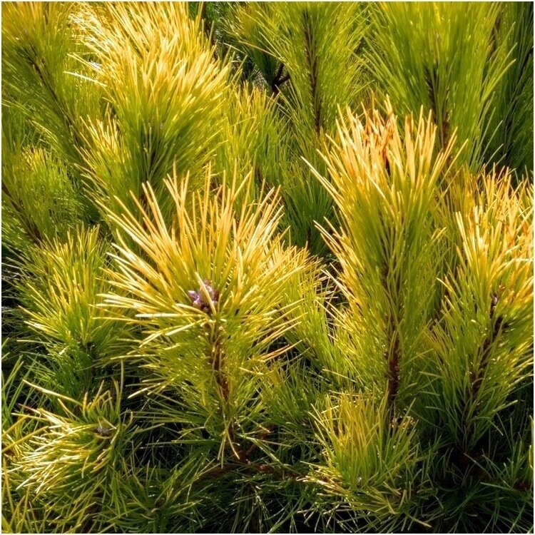 Pušis juodoji (Pinus nigra) 'Goldfingers'