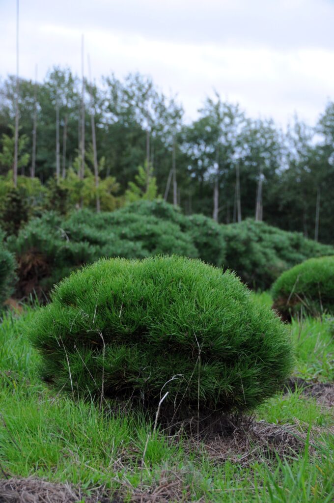 Pušis juodoji (Pinus nigra) 'Marie Bregeon’