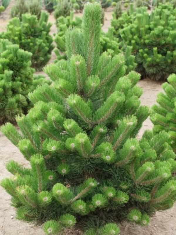 Pušis juodoji (Pinus nigra) 'Oregon Green'