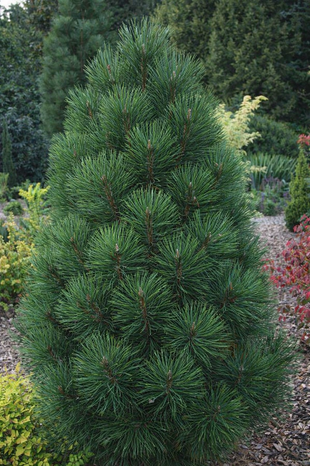 Pušis juodoji (Pinus nigra) 'Scholz'