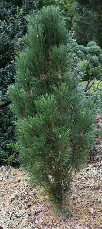 Juodoji pušis (Pinus nigra) 'Scholz'
