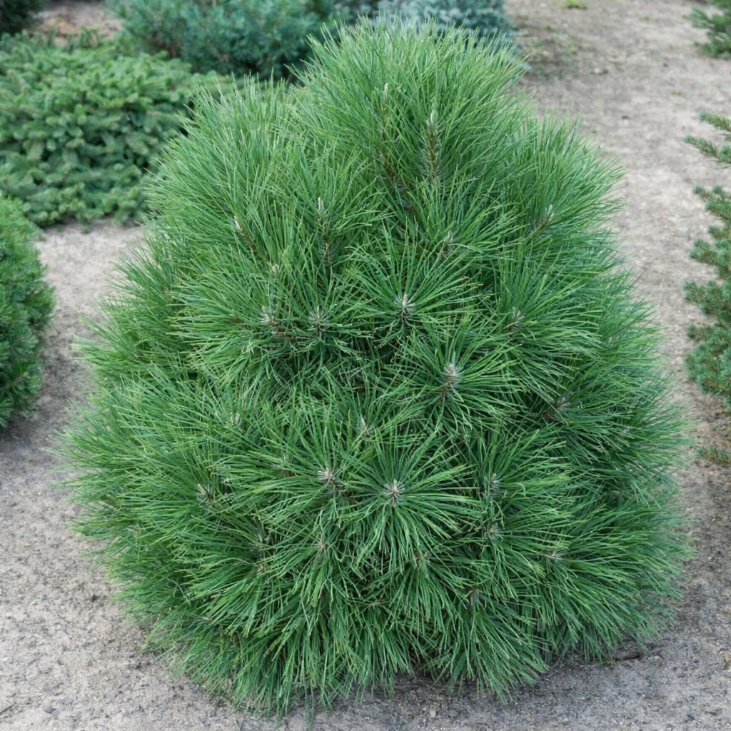 Pušis juodoji (Pinus nigra) 'Spielberg'