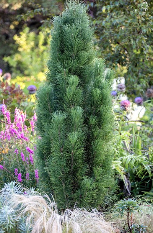 Pušis juodoji (Pinus nigra) 'Zimmer'