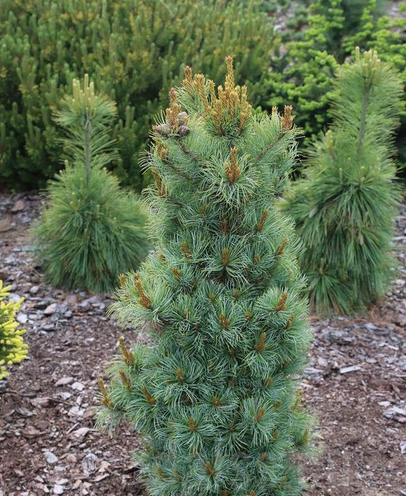 Pušis smulkiažiedė (Pinus parviflora) 'Bonnie Bergman's'