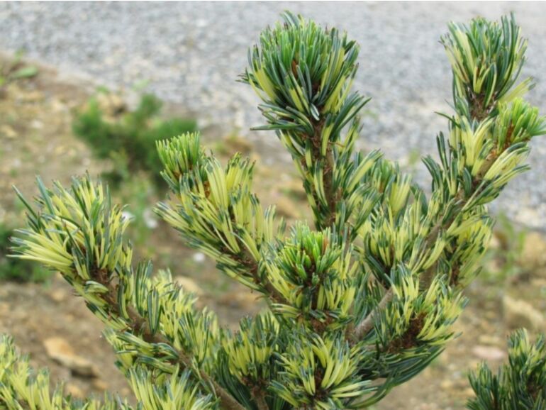 Pušis smulkiažiedė (Pinus parviflora) 'Fukai'