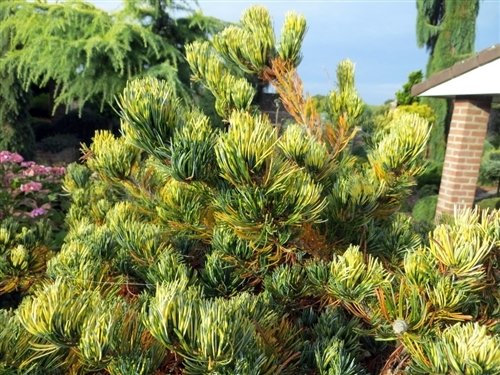 Pušis smulkiažiedė (Pinus parviflora) 'Fukai'
