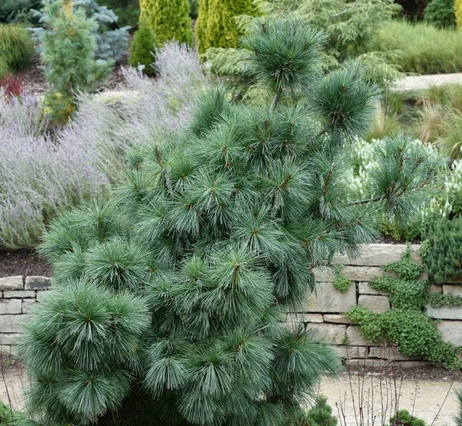 Pušis šverino (Pinus x schwerinii) 'Wiethorst'