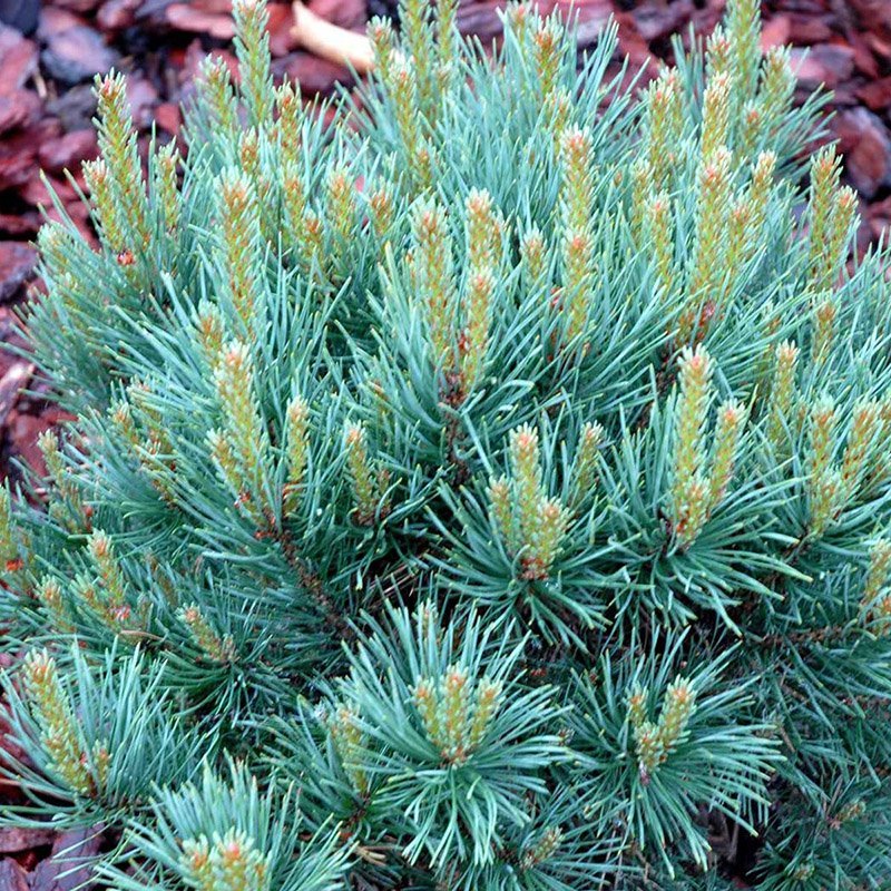 Pušis paprastoji (Pinus sylvestris) 'Watereri'