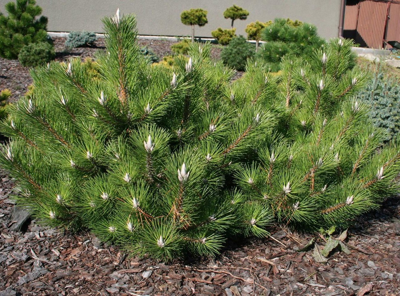 Pušis tunbergo (Pinus thunbergii) 'Sayonara'