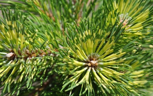 Kablelinė pušis (Pinus uncinata) 'Billabong'