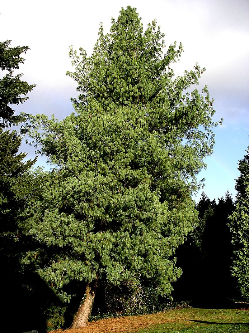 Pušis himalajinė (Pinus wallichiana) 'Griffithii'