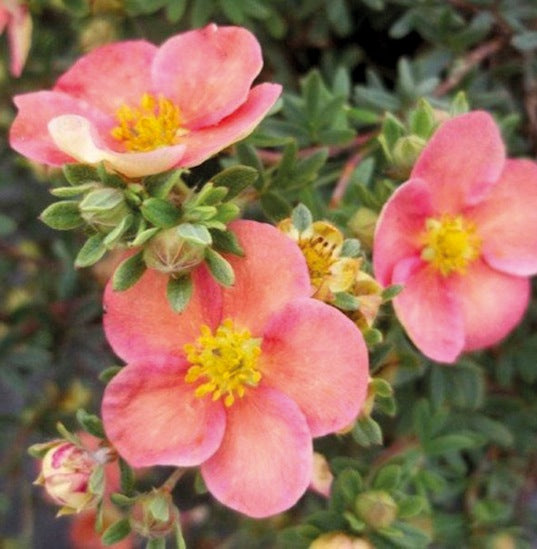 Sidabrakrūmis paprastasis (Potentilla fruticosa) 'Glamour Girl'