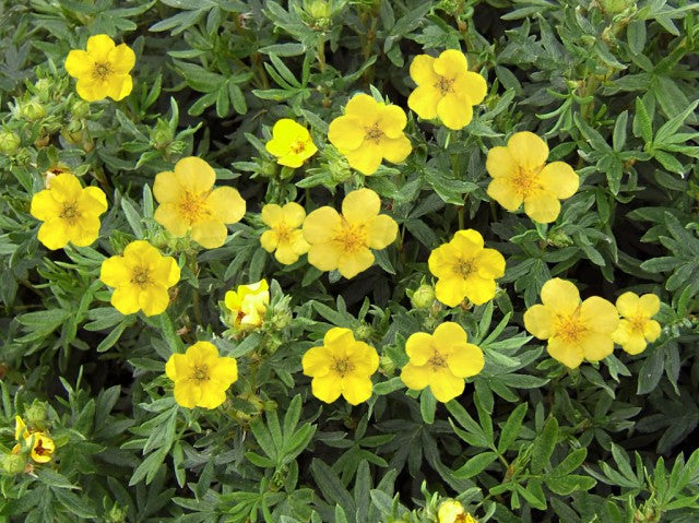 Sidabrakrūmis paprastasis (Potentilla fruticosa) 'Kobold'