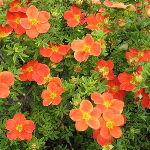 Sidabrakrūmis paprastasis (Potentilla fruticosa) 'Orange Lady'