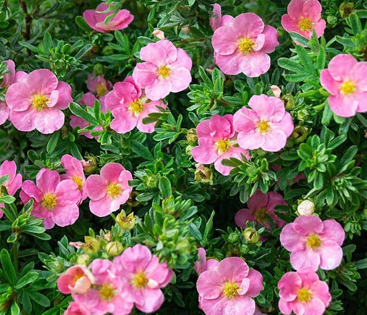 Sidabrakrūmis paprastasis (Potentilla fruticosa) 'Pink Paradise'