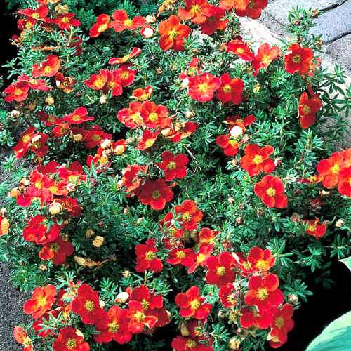 Sidabrakrūmis paprastasis (Potentilla fruticosa) 'Red Lady'