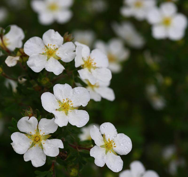 Sidabrakrūmis paprastasis (Potentilla fruticosa) 'White Lady'