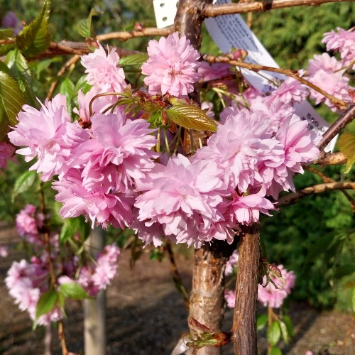 Vyšnia dekoratyvinė (Prunus) 'Kiku-shidare-zakura'