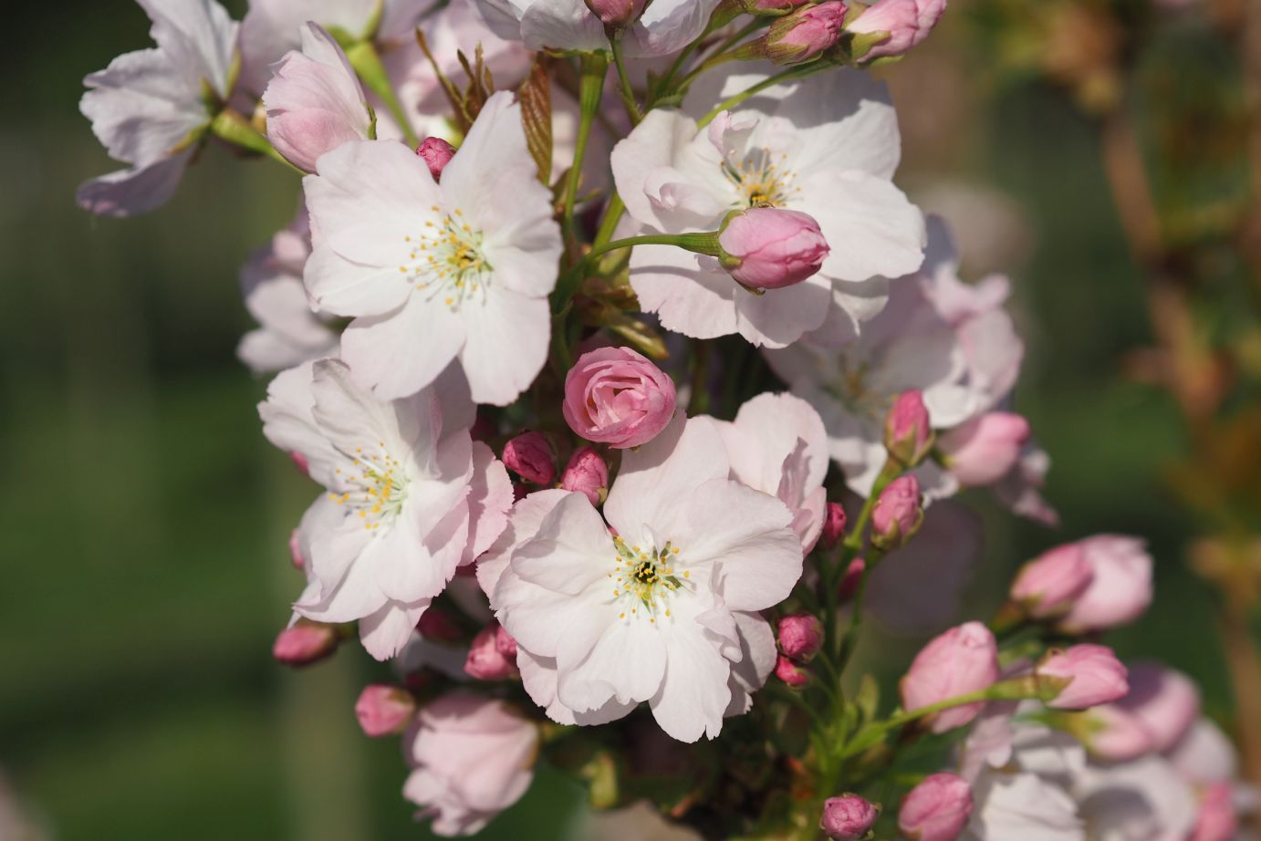 Vyšnia smailiadantė (Prunus serrulata) 'Amanogawa'