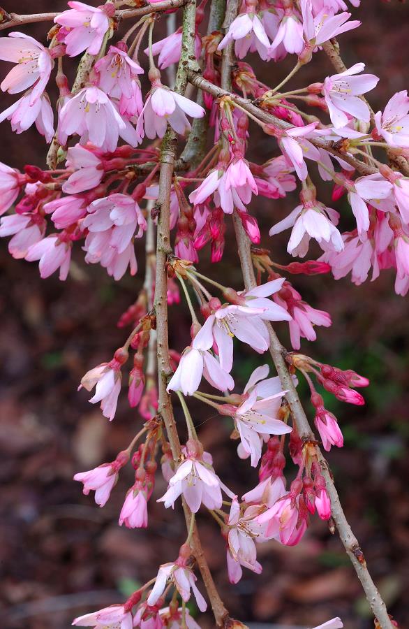 Vyšnia pavasarinė (Prunus subhirtella) 'Pendula Rubra'