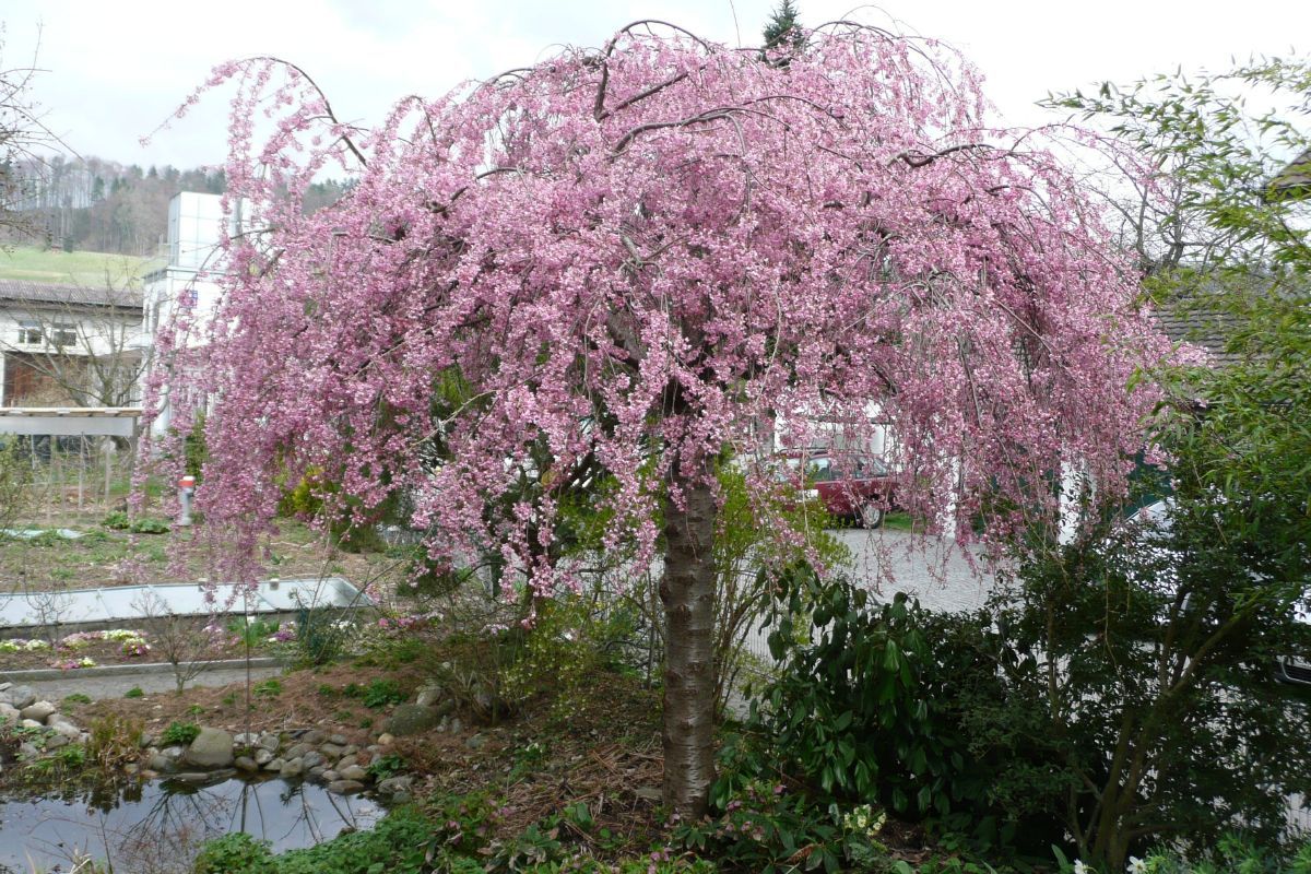 Vyšnia pavasarinė (Prunus subhirtella) 'Pendula Rubra'