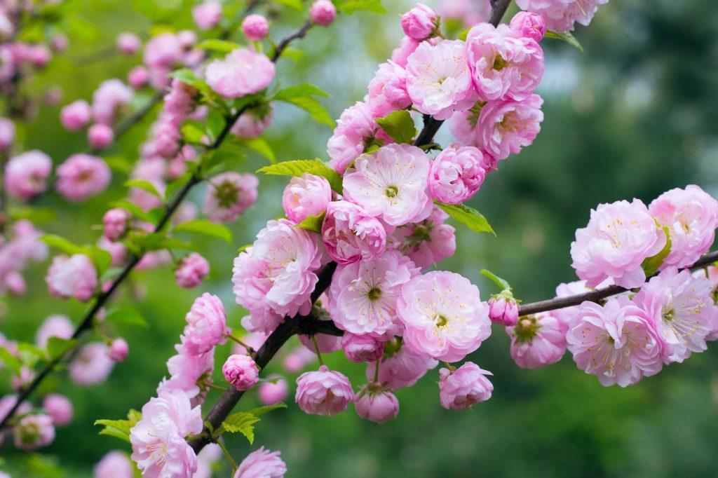 Migdolas triskiautis (Prunus triloba)