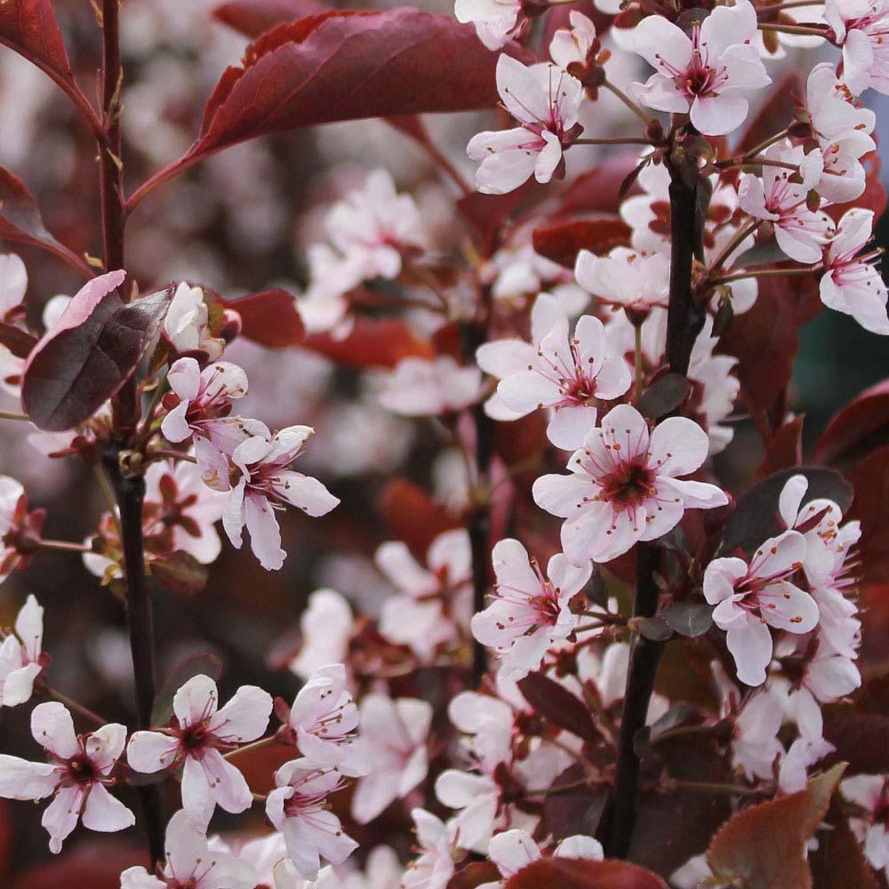 Vyšnia raudonlapė (Prunus x cistena)