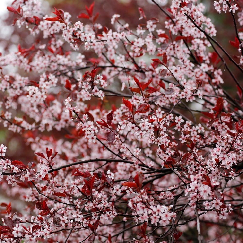 Vyšnia raudonlapė (Prunus x cistena)