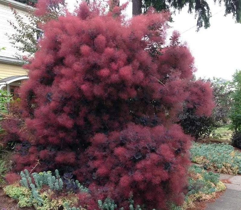 Pūkenis europinis (Cotinus coggygria) 'Royal Purple'