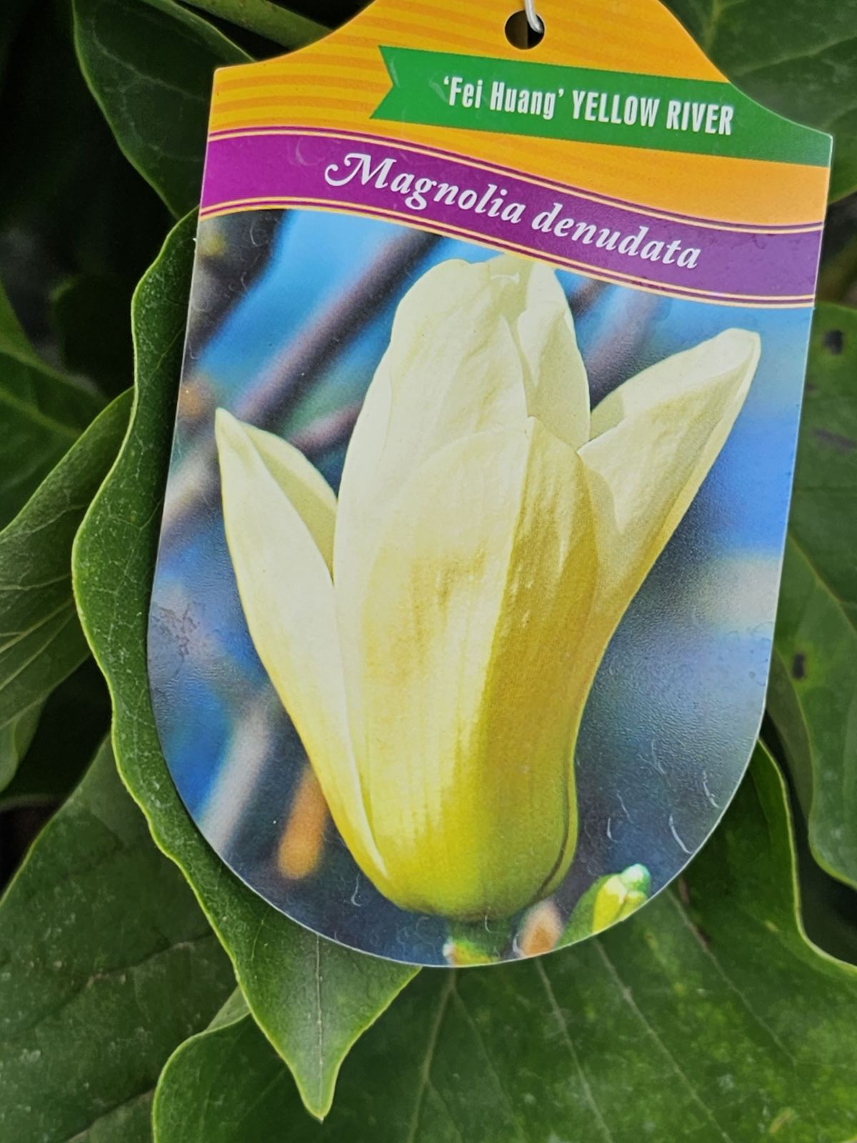 Magnolija puošnioji (Magnolia denudata) 'Yellow River'