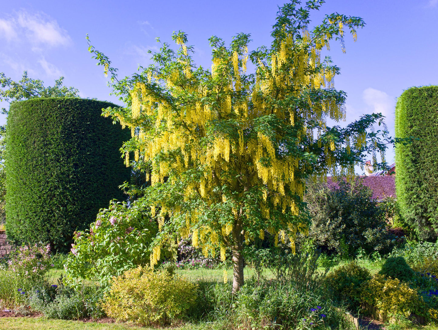 Pupmedis (Laburnum) 'Vossii'