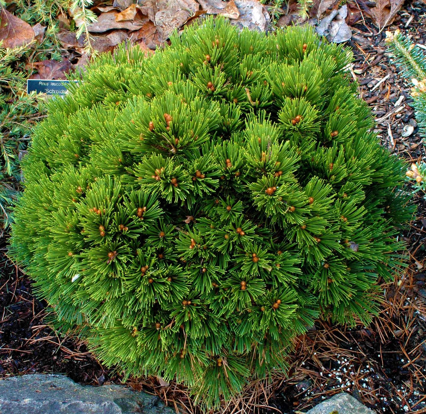 Pušis baltažievė (Pinus leucodermis) 'Schmidtii'