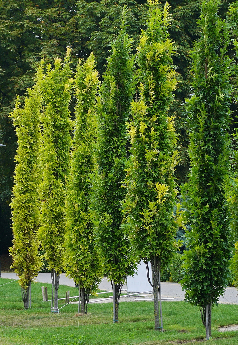 Ąžuolas pelkinis (Quercus palustris) 'Green Pillar'