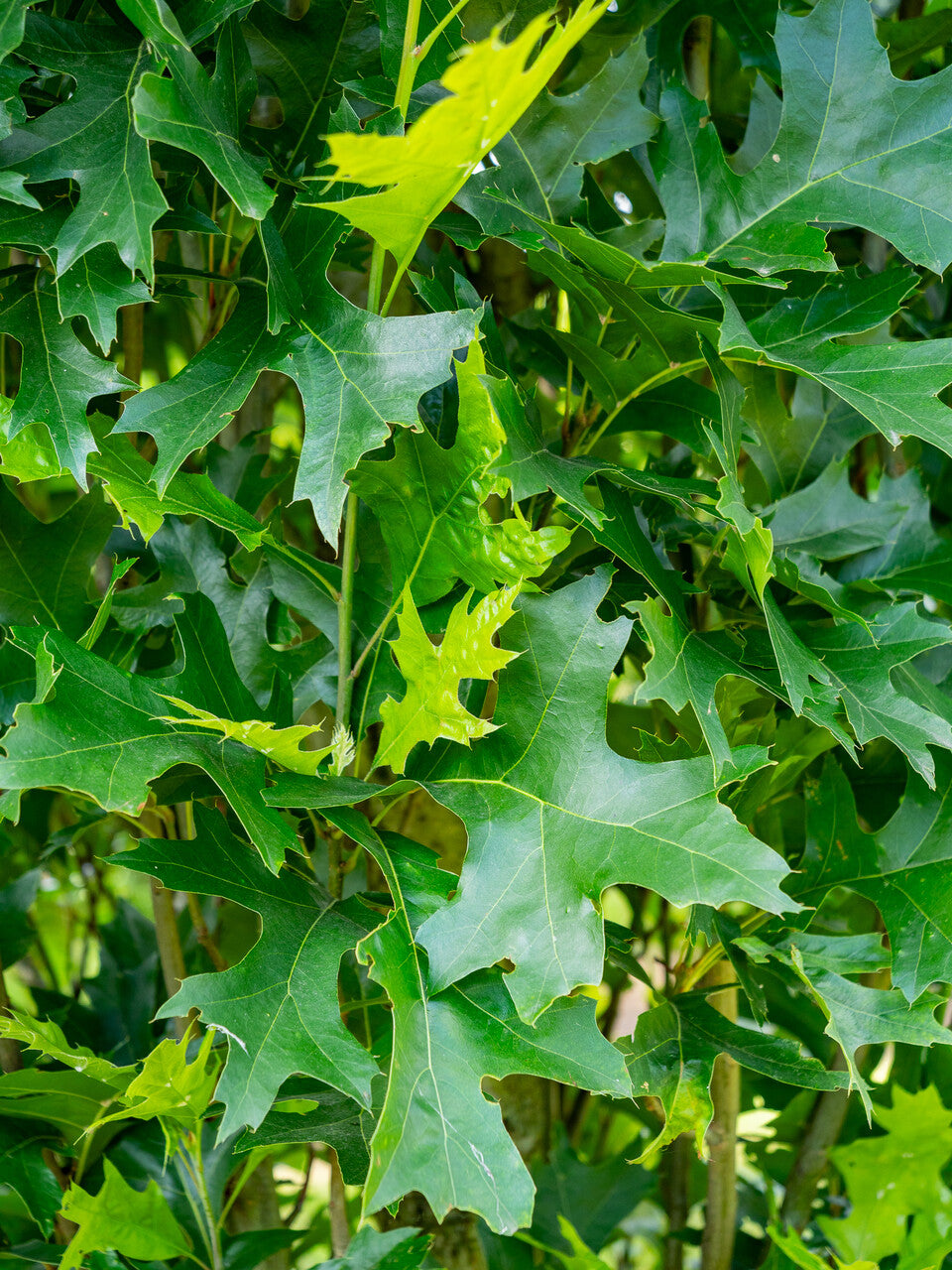Ąžuolas pelkinis (Quercus palustris) 'Green Pillar'