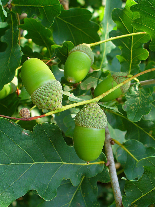 Ąžuolas paprastasis (Quercus robur)