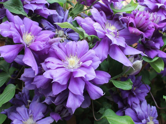 Raganė (Clematis) 'Vyvyan Pennell'