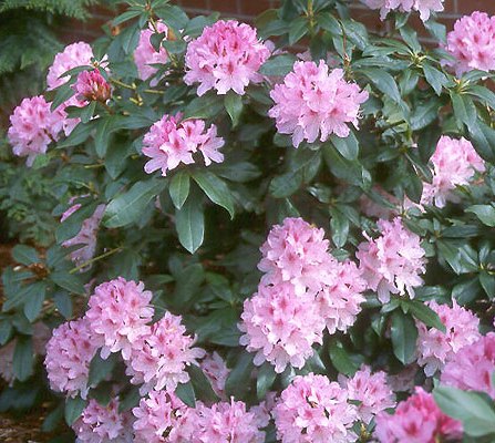 Rododendras (Rhododendron) 'Cheer'