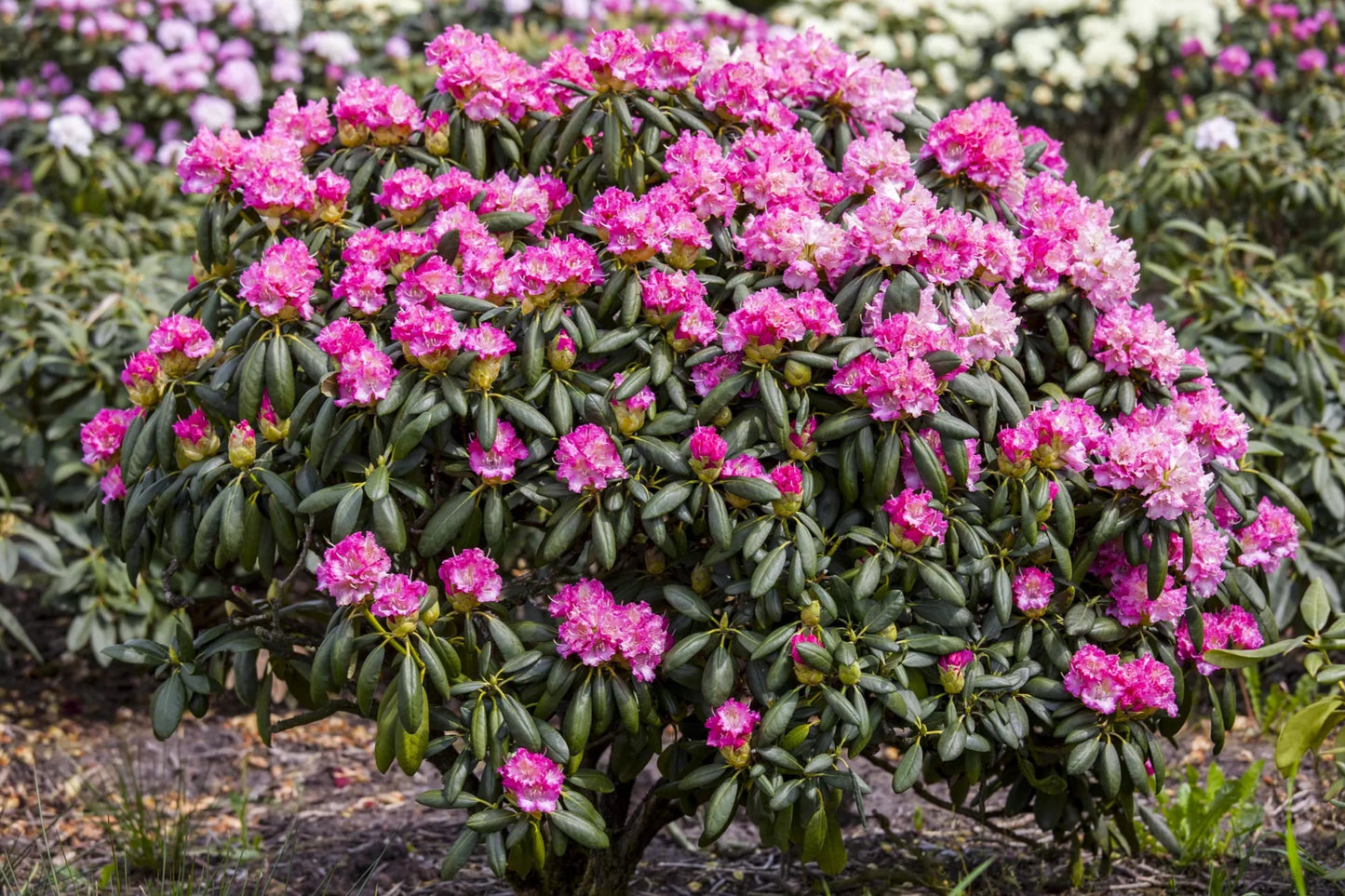 Rododendras (Rhododendron) 'Germania'