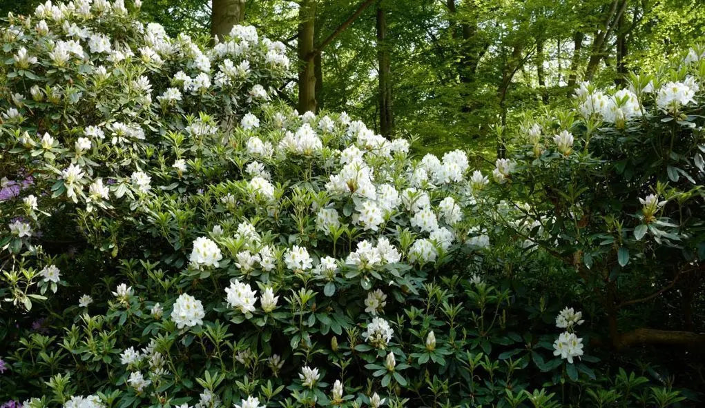 Rododendras (Rhododendron) 'Madame Masson'