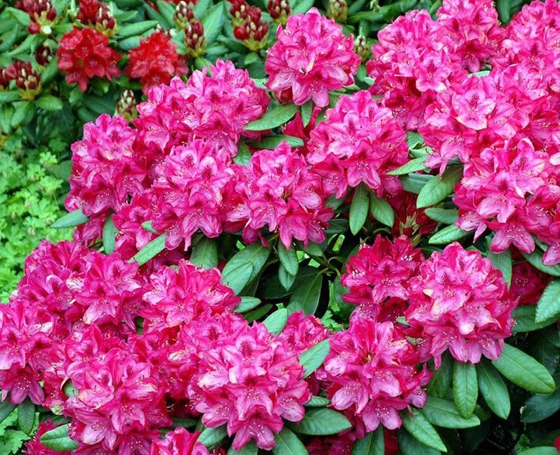 Rododendras (Rhododendron) 'Nova Zembla'
