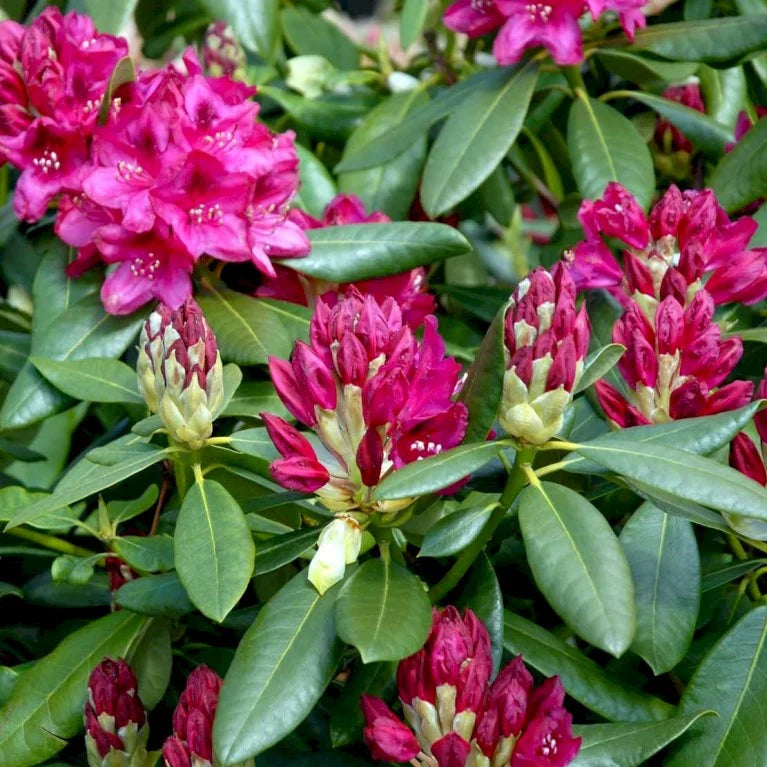 Rododendras (Rhododendron) 'Nova Zembla'