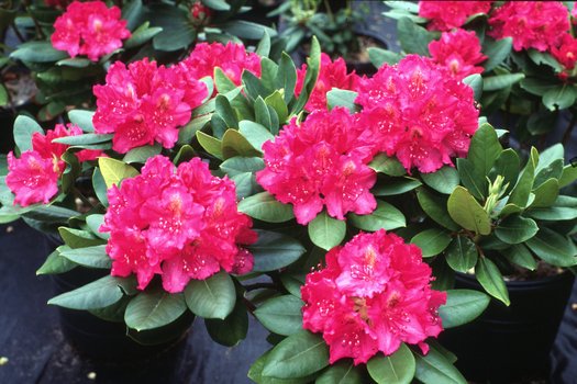 Rododendras (Rhododendron) 'Pearce's A. Beauty'
