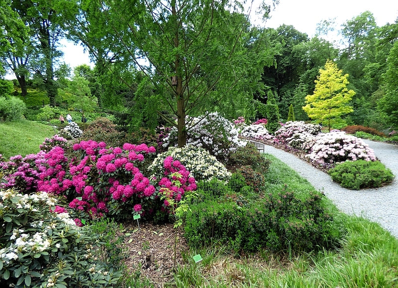 Rododendras (Rhododendron) 'Pearce's A. Beauty'