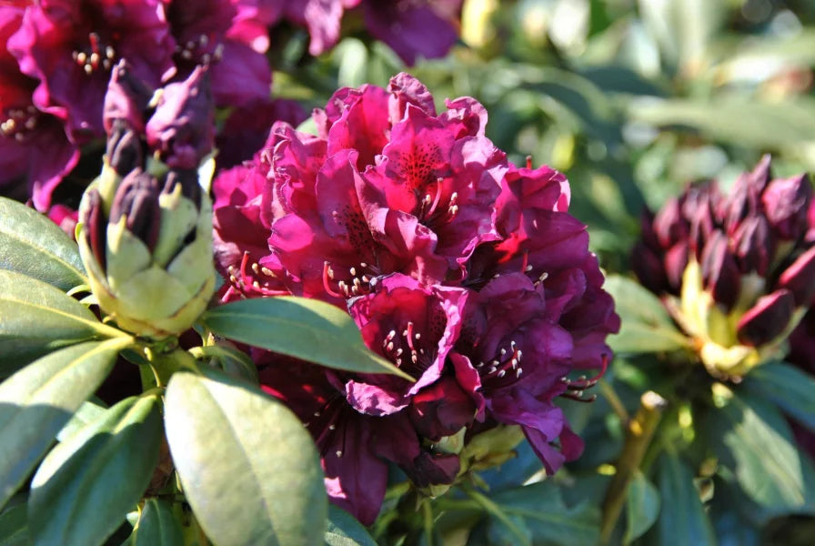 Rododendras (Rhododendron) 'Polarnacht'