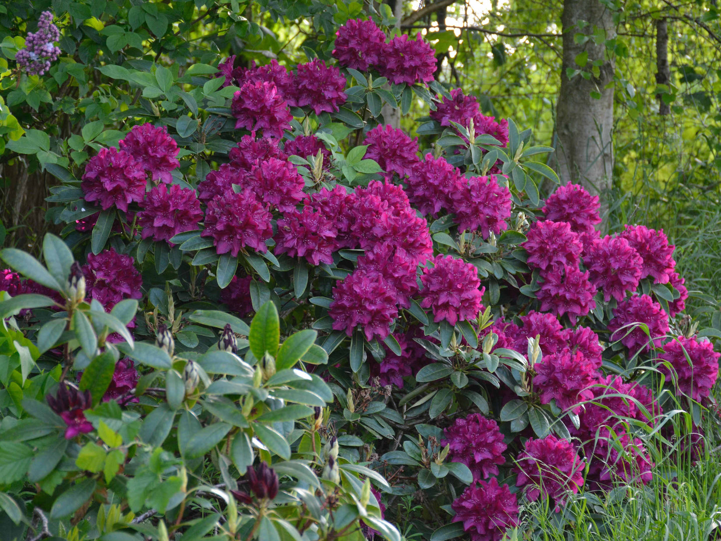 Rododendras (Rhododendron) 'Polarnacht'