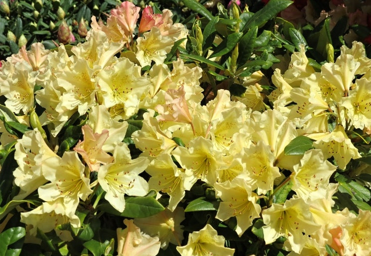 Rododendras (Rhododendron) 'Profesor Scholz'