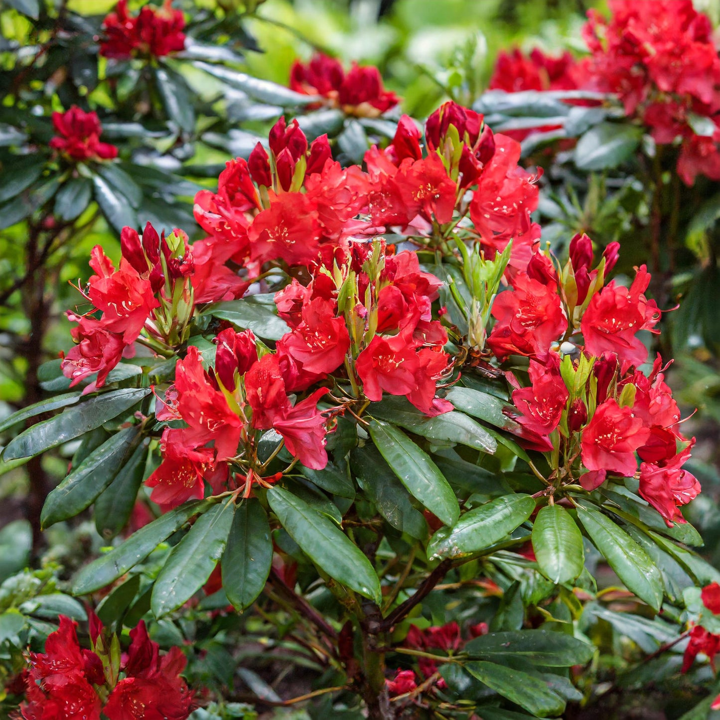 Rododendras (Rhododendron) 'Red Jack'